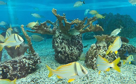 St. Augustine Aquarium